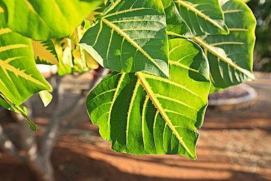 CDPR高管力挺《巫师4》希里主角定位：“她赋予我们无限可能”