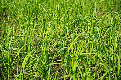 动作冒险游戏《猫咪斗恶龙3》现已在Steam平台正式推出 获特别好评