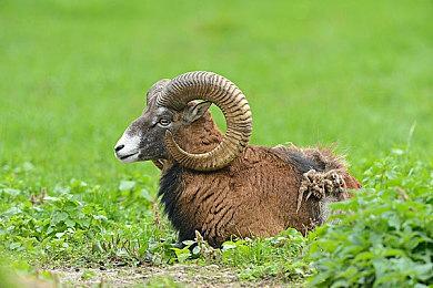 《ELEX II》现已发售 Steam综合评价“褒贬不一”